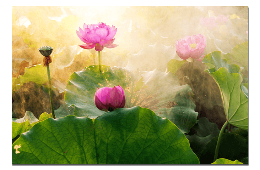 Ảnh sản phẩm