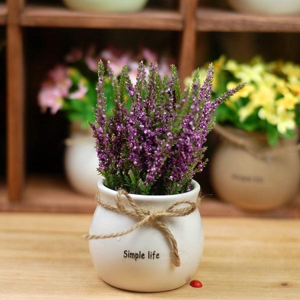 Chậu nhỏ hoa lavender