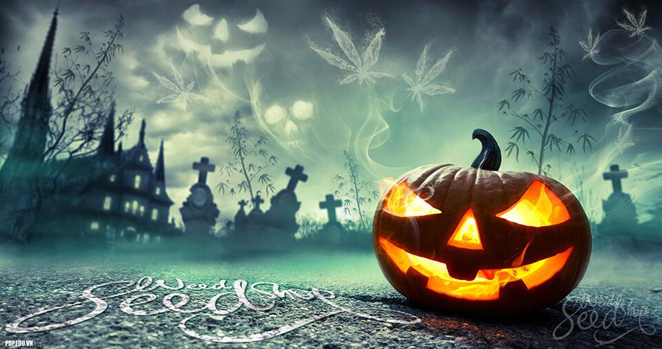 Ý nghĩa quả bí ngô halloween là gì và mua quả bí ngô halloween ở đâu giá rẻ ở TpHCM