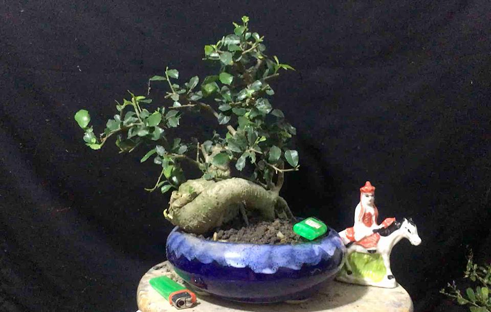 Top 30 cây cảnh bonsai mini để bàn làm việc đẹp và hợp phong thủy nhất 2024