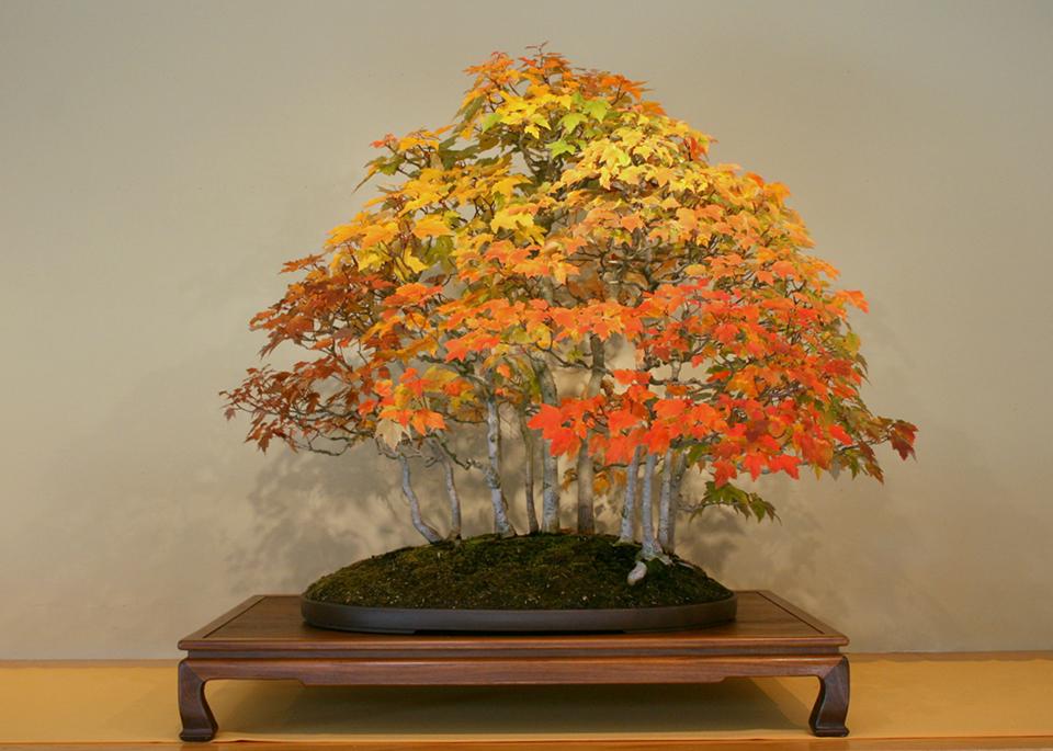 Top 30 cây cảnh bonsai mini để bàn làm việc đẹp và hợp phong thủy nhất 2024