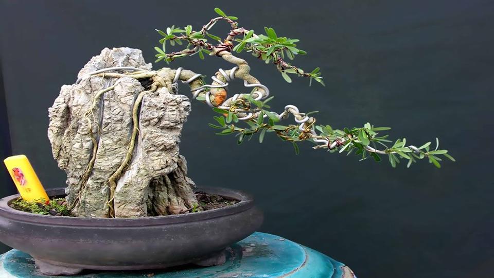 Top 30 cây cảnh bonsai mini để bàn làm việc đẹp và hợp phong thủy nhất 2024