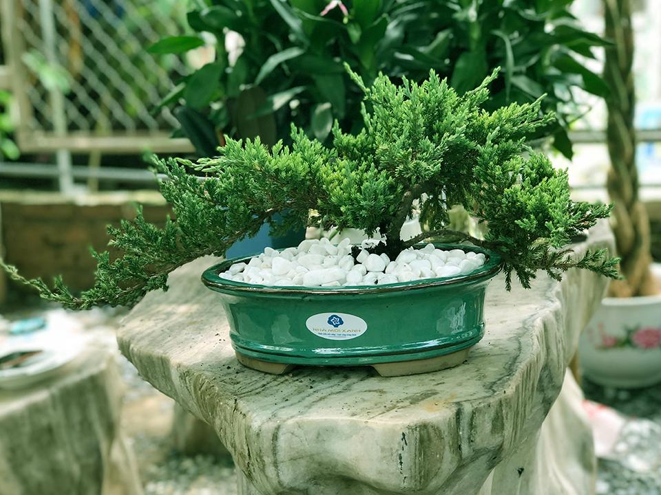 Top 30 cây cảnh bonsai mini để bàn làm việc đẹp và hợp phong thủy nhất 2024