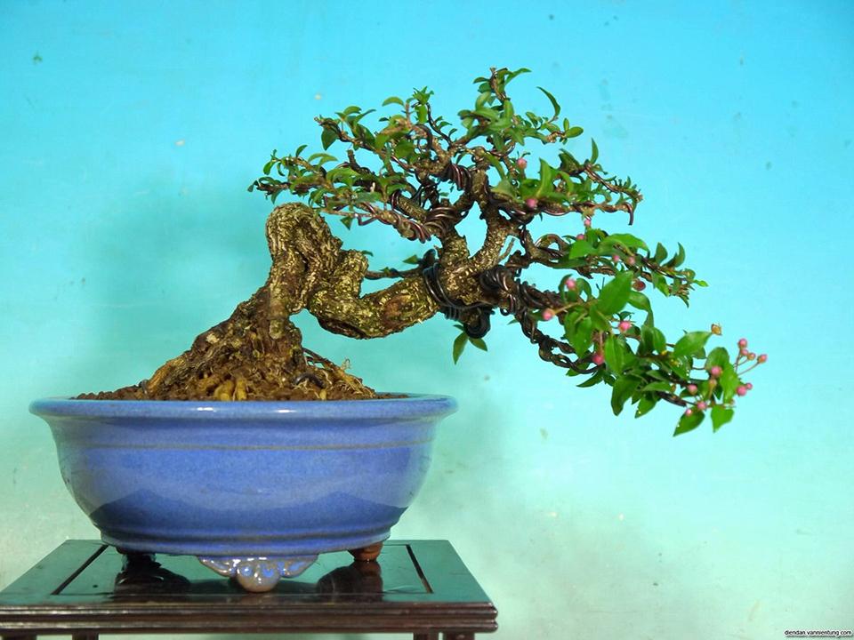 Top 30 cây cảnh bonsai mini để bàn làm việc đẹp và hợp phong thủy nhất 2024