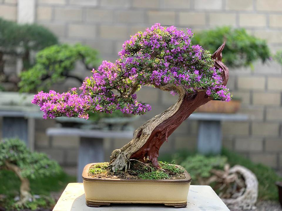 Top 30 cây cảnh bonsai mini để bàn làm việc đẹp và hợp phong thủy nhất 2024