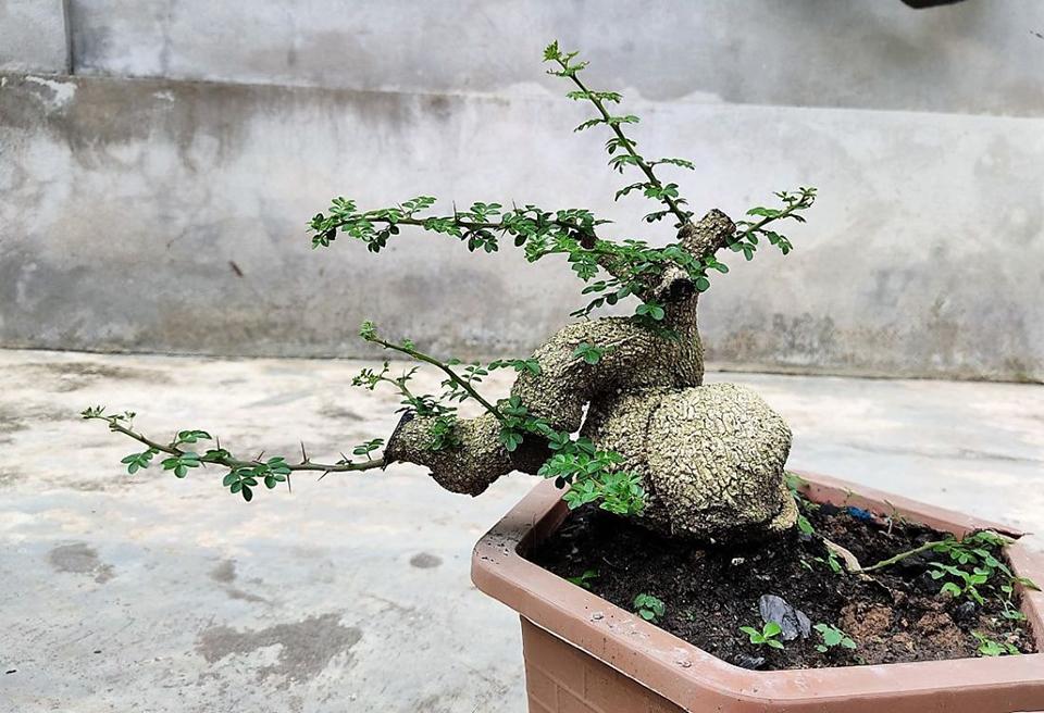 Top 30 cây cảnh bonsai mini để bàn làm việc đẹp và hợp phong thủy nhất 2024