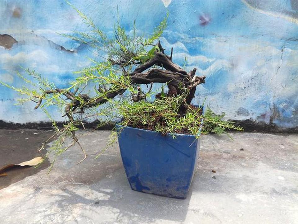 Top 30 cây cảnh bonsai mini để bàn làm việc đẹp và hợp phong thủy nhất 2024