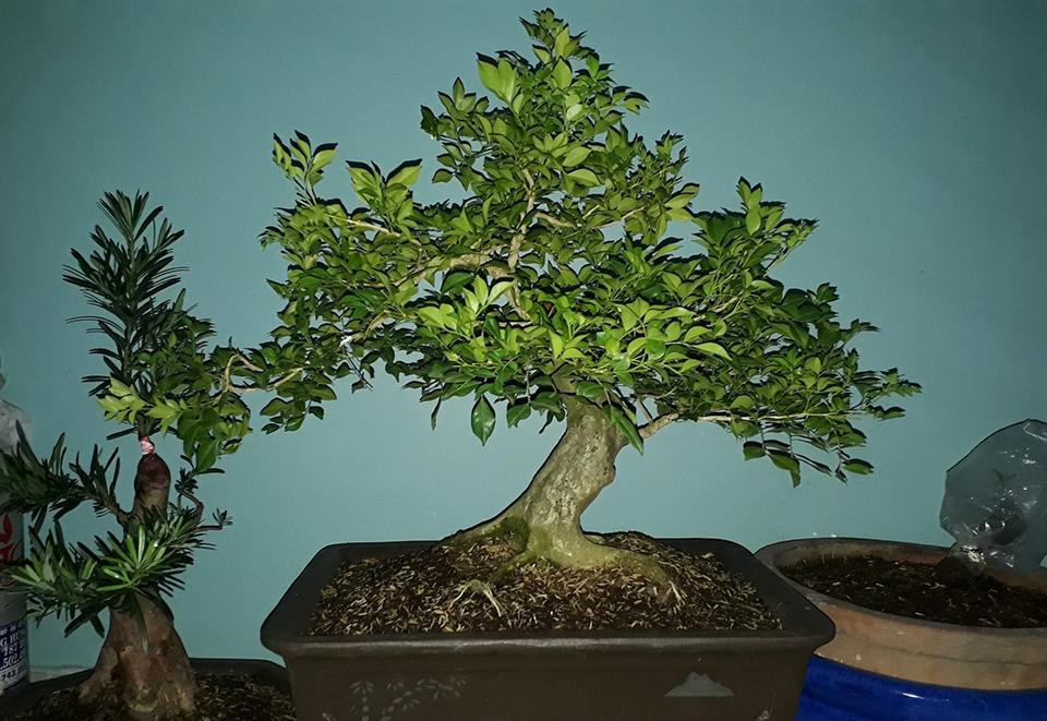 Top 30 cây cảnh bonsai mini để bàn làm việc đẹp và hợp phong thủy nhất 2024