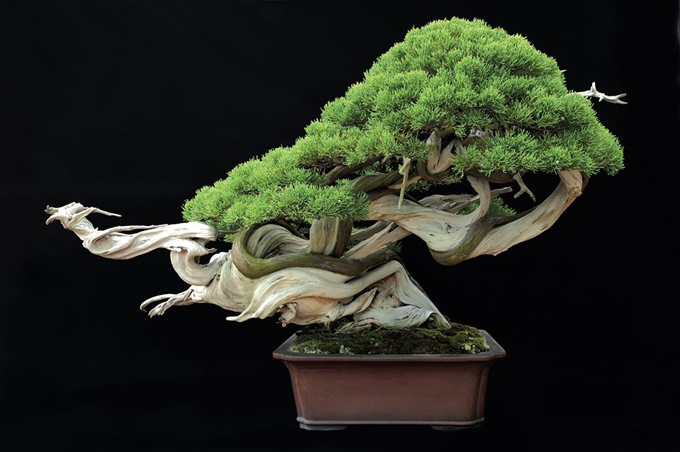 Top 30 cây cảnh bonsai mini để bàn làm việc đẹp và hợp phong thủy nhất 2024