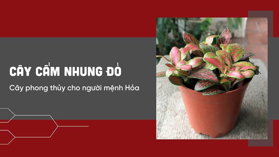 Cây hoa cẩm nhung đỏ cho người mệnh Hỏa