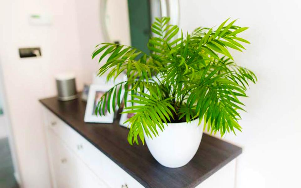 Cây cau tiểu trâm