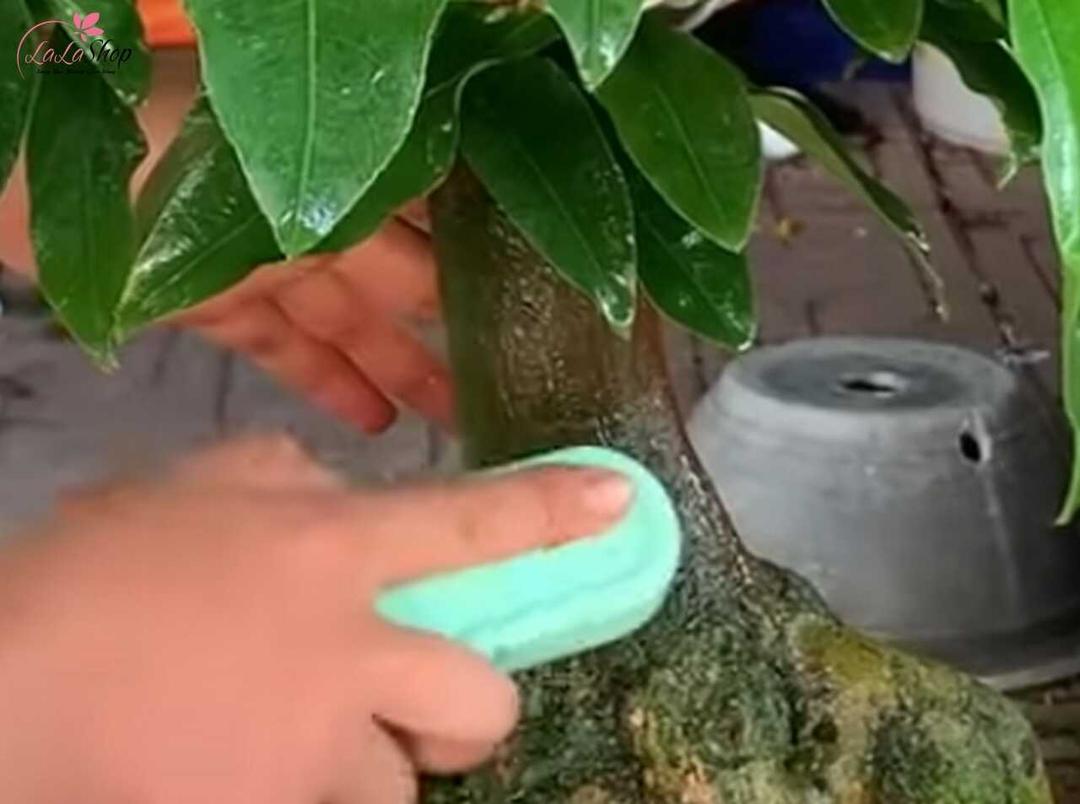 Xịt nước và dùng bàn chải để vệ sinh thân mai