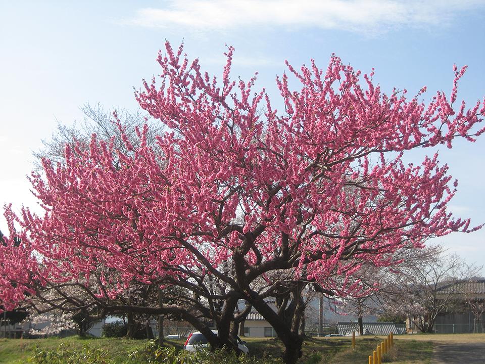 hoa-dao-ngay-tet-2-621e2c0d13512c2057d6630441f9fd96