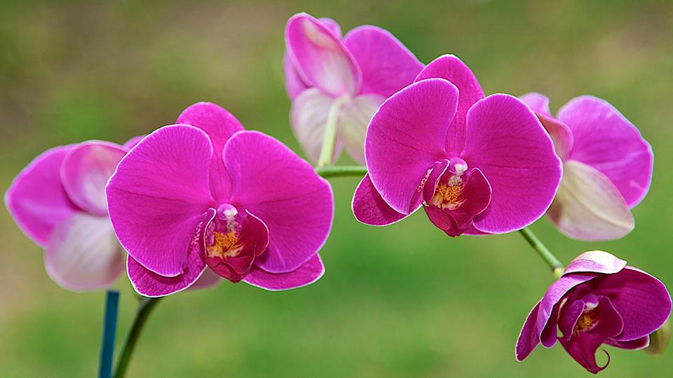 Hoa lan