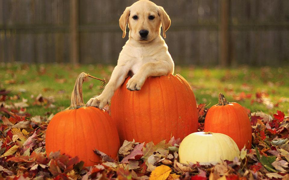 Những hình ảnh Halloween cute đến kinh dị đáng sợ đẹp nhất 2025
