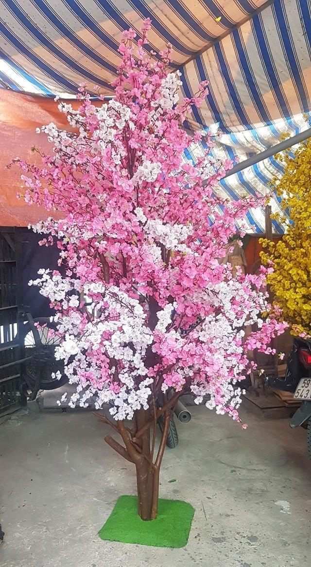 Ảnh sản phẩm