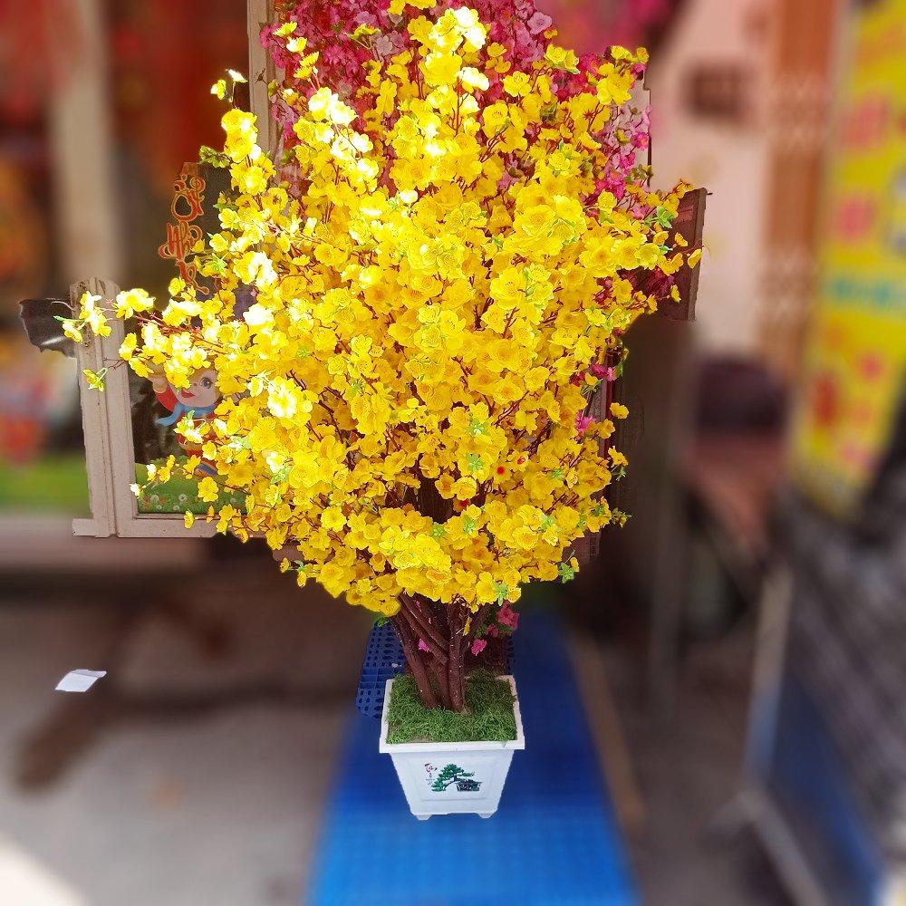 Cây mai vàng giả cao 1m6 trang trí tết