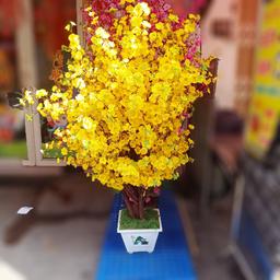 Ảnh sản phẩm