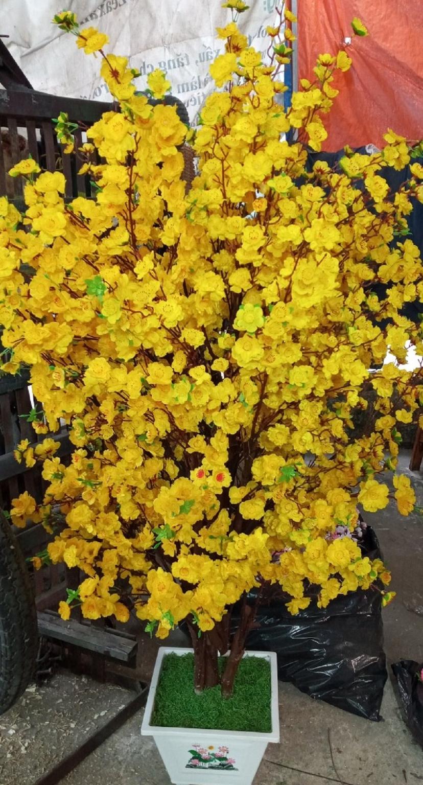 Ảnh sản phẩm