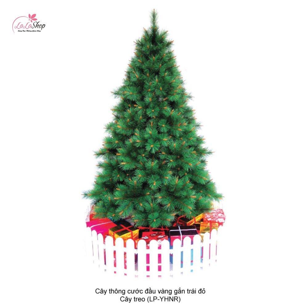Cây Thông Noel Cước Đầu Vàng