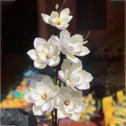 Ảnh sản phẩm