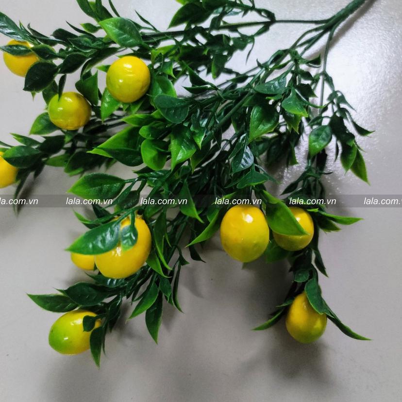 Ảnh sản phẩm