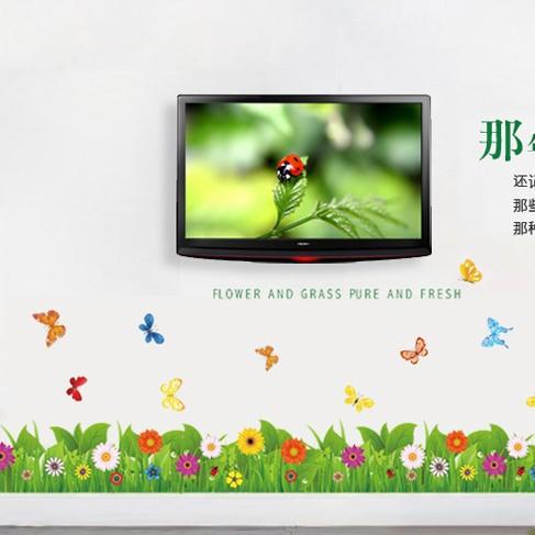 Chân tường cúc đồng tiền