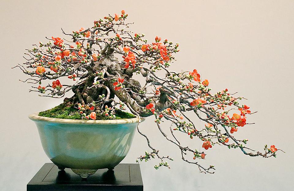 Một chiếc chậu kiểng đẹp cũng làm nên giá trị của những cây mai, cây đào hoặc quất nhà bạn trong ngày Tết