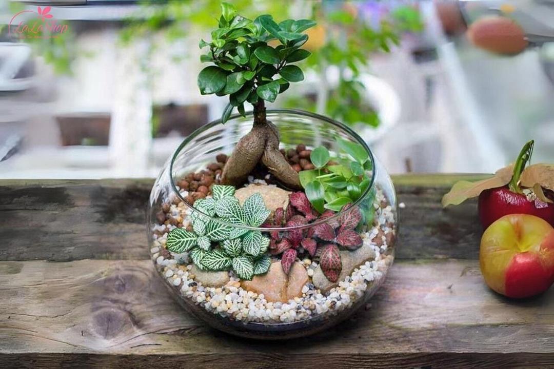 Chậu cây để bàn mang đến không gian tươi mới và cảm giác thư giãn