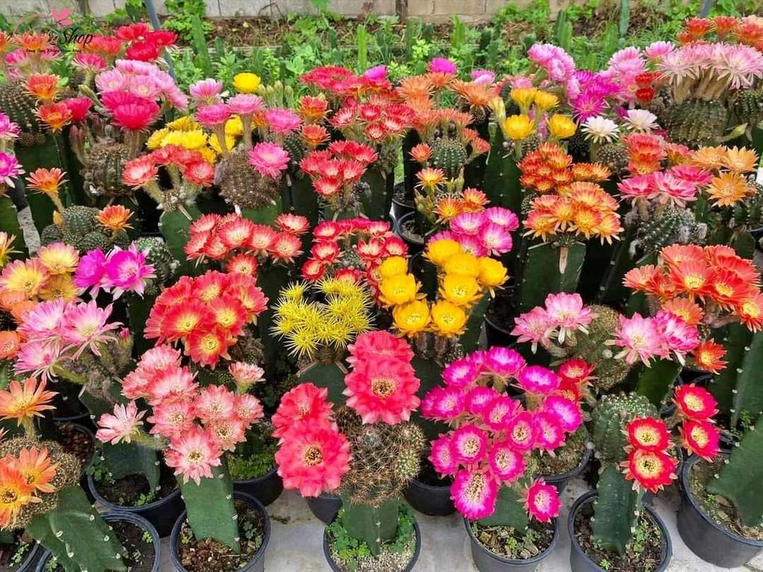 Món quà tốt nghiệp sẽ thêm độc đáo nếu tặng hoa xương rồng