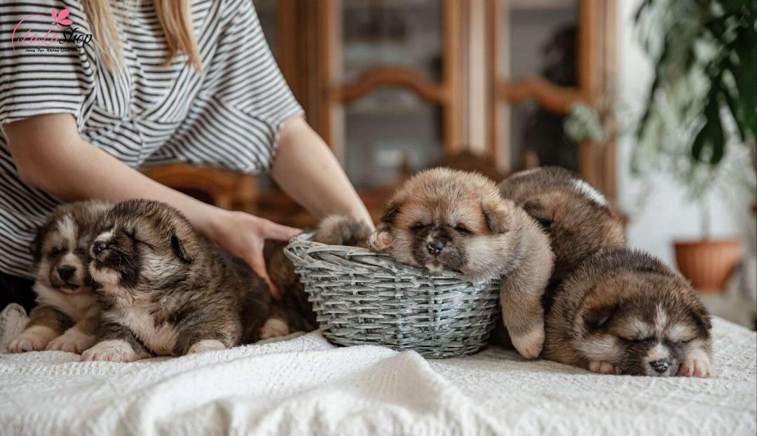 Thú cưng là món quà Valentine đầy ý nghĩa