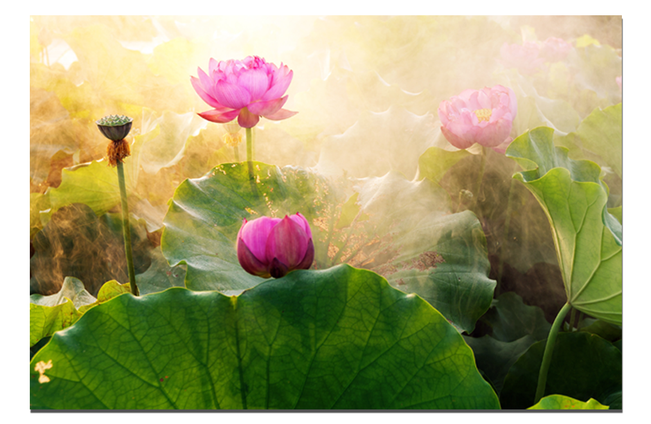 Tranh treo tường đầm sen