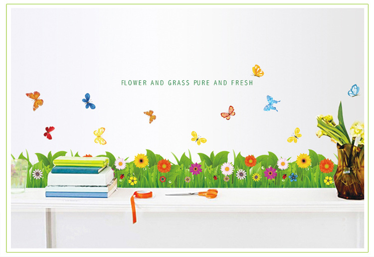 Chân tường cúc đồng tiền