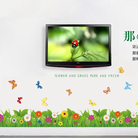 Chân tường cúc đồng tiền